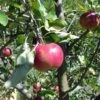 Cosmic Crisp And Melrose Apple Bundle (3 Trees) -Garden Supplies Sales 2024 0065003a4be2497fbbacb38d275a45b0