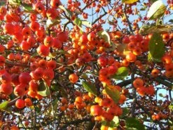 Evereste Crabapple -Garden Supplies Sales 2024 1280px Malus evereste