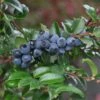 Alpha Evergreen Huckleberry -Garden Supplies Sales 2024 153933053859725327