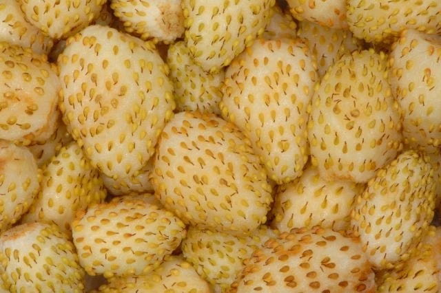 Yellow Wonder Alpine Strawberry 3 Yellow Wonder Alpine Strawberry