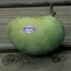 Allegheny® Paw Paw -Garden Supplies Sales 2024 2703
