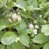 White Solemacher Alpine Strawberry -Garden Supplies Sales 2024 360496280