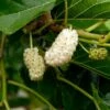 Nikita White™ Mulberry -Garden Supplies Sales 2024 3606