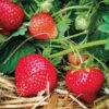 Eclair Strawberry Bundle (2 Packs) -Garden Supplies Sales 2024 39621 PK 20 e84ccaee 9314 4aab a701 89872204a3e9