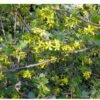 Black Topaz™ Currant -Garden Supplies Sales 2024 4802