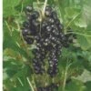Kantata 50 Black Currant -Garden Supplies Sales 2024 4878