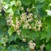 Bar-le-duc White Currant -Garden Supplies Sales 2024 4904
