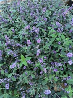 Garden Supplies Sales 2024 -Garden Supplies Sales 2024 55E266CF D817 45A1 85DD 473776036DA4