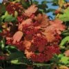 Kalinka™ Highbush Cranberry -Garden Supplies Sales 2024 5805