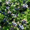 Alpha Bless Your Heart™ Blueberry -Garden Supplies Sales 2024 5971418323 3f880c4ef3 o 1400x 10f0f10e d2f4 4869 8bd9 6f2b7057fd29