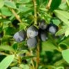 Blue Sea™ Honeyberry -Garden Supplies Sales 2024 6265