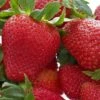 Honeoye Strawberry -Garden Supplies Sales 2024 719UuI GOL