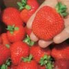 Ft. Laramie Strawberry -Garden Supplies Sales 2024 7515