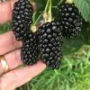 Big Daddy Blackberry -Garden Supplies Sales 2024 81NeUsjhclS. AC SX679