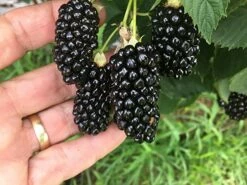 Big Daddy Blackberry