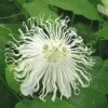 Passiflora SnowPop™ -Garden Supplies Sales 2024 9288
