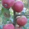 Frequin Rouge Cider Apple -Garden Supplies Sales 2024 A325S 160x240 crop center gigapixel low res scale 2 00x 24c00162 a29c 4274 bffd 35c12c410b36