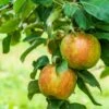 Honeycrisp And Melrose Apple Bundle (3 Trees) -Garden Supplies Sales 2024 AdobeStock 352763355.0 scaled 72d0dca4 cac7 4686 b484 3a605e2f0061