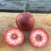 Almata Apple -Garden Supplies Sales 2024 Almataapple