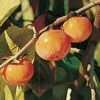 Prairie Dawn ™ American Persimmon -Garden Supplies Sales 2024 American Persimmon