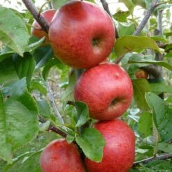 Unbeatable Urban Apple Bundle (3 Trees) -Garden Supplies Sales 2024 AppleRedWindsor