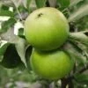 Granny Smith Apple -Garden Supplies Sales 2024 Apple Malus GrannySmith fruit 1024x1024 c3d3f268 e660 408a 8cb9 a236746f0837
