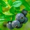 Alpha Hello Darlin™ Blueberry -Garden Supplies Sales 2024 Blueberry Hello Darlin foliage
