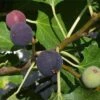 Hardy Chicago Fig -Garden Supplies Sales 2024 Chicago Hardy Fig Tree 1000x1000 c