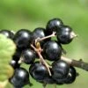 Coronet Black Currant -Garden Supplies Sales 2024 CoronetBlackCurrant