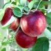 Cosmic Crisp And Spartan Apple Bundle (3 Trees) 2 Cosmic Crisp And Spartan Apple Bundle (3 Trees) -Garden Supplies Sales 2024 Cosmic Crisp 1b0ccb4f c5d4 4575 88f7 c06c1e505ab7
