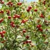 Red Azarole Hawthorn -Garden Supplies Sales 2024 Crataegus azarolus Frucht 1