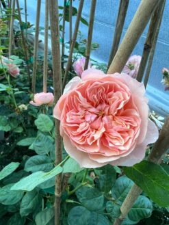 FLAVORETTE™ Honey-Apricot Rose -Garden Supplies Sales 2024 D523EFDA 5A0E 479B 842A 2757DCD6376E