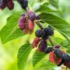 Early Bird Mulberry -Garden Supplies Sales 2024 EarlyBirdMulberry 1