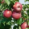 Enterprise Apple -Garden Supplies Sales 2024 EnterpriseApple1 1024x1024 22289015 5591 4000 b95f ca64bbd7baac