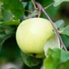 Flower Of Kent Apple -Garden Supplies Sales 2024 Flowerofkentapple