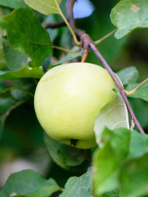Flower Of Kent Apple -Garden Supplies Sales 2024 Flowerofkentapple