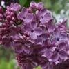 Frank's Fancy Lilac -Garden Supplies Sales 2024 Frank sFancyLilac