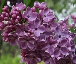 Frank's Fancy Lilac