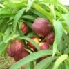 Garden Delight Nectarine-Miniature
