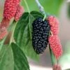 Black Beauty Fruiting Mulberry 1 Black Beauty Fruiting Mulberry -Garden Supplies Sales 2024 Gold Mop Cypress 1