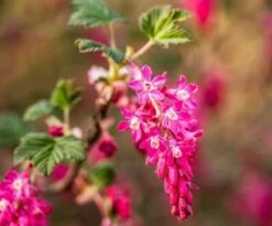 King Edward VII Flowering Currant