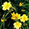 Stella D'Oro Day Lily -Garden Supplies Sales 2024 L700 gigapixel standard scale 6 00x b41b238d a08a 476a b75e 48545af85141