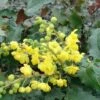 Tall Oregon Grape Holly -Garden Supplies Sales 2024 MAH aquafolium 1024x672 1