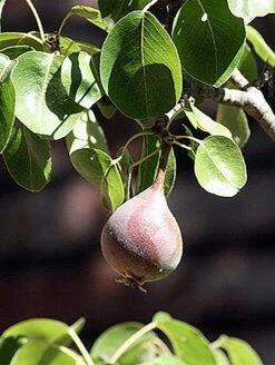 Moonglow Pear -Garden Supplies Sales 2024 MoonGlow Pyrus communis leaffruit Jean ccby20
