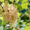 White Pearl Currant -Garden Supplies Sales 2024 P5H6XE 920x613 1