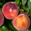 Combination Peach 'Zaiger Pride' (3 Varieties)/Semi Dwarf 1 Combination Peach 'Zaiger Pride' (3 Varieties)/Semi Dwarf -Garden Supplies Sales 2024 Peach Prunus EvasPride 1024x1024 38ff1114 050d 41e8 8c64 ca9737ab8c49