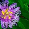 Passiflora PinkPop™ 1 Passiflora PinkPop™ -Garden Supplies Sales 2024 PinkPopPassiflora 1