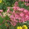 Pokeys Pink Flowering Currant -Garden Supplies Sales 2024 Pokeys