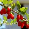 Red Empress™ Goji Berry -Garden Supplies Sales 2024 Red Empress Goji 350x350 1