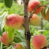 Reliance Peach -Garden Supplies Sales 2024 ReliancePeachcopy 1